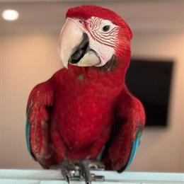 Greenwing Macaw Baby Available for Reservation in Schaumburg, il