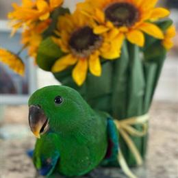 Male Red Sided Eclectus Baby Ready for New Home in Schaumburg, il