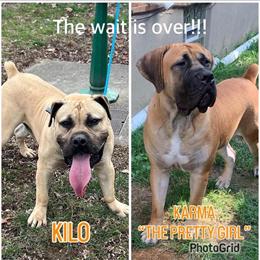 Boerboel Puppies Coming Soon - NKC Registered in Cincinnati, oh
