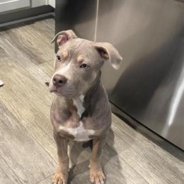 Pitbull Puppy for Rehoming in Fayetteville, nc