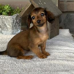Dachshund Puppies Ready for New Homes in Lancaster, wi