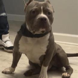 American Bully Open for Stud - Blue & White Pocket in Chicago, il