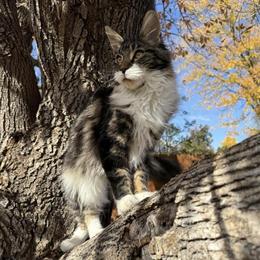 Male Maine Coon Looking for a Loving Home in Denver, co
