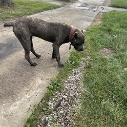 Cane Corso Puppies Available in Dearborn, mi
