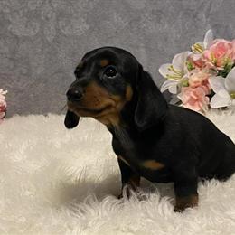 Dachshund Puppies Ready for New Homes in Lancaster, wi