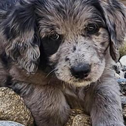 Male F1 Standard Goldendoodles Available in Asheboro, nc