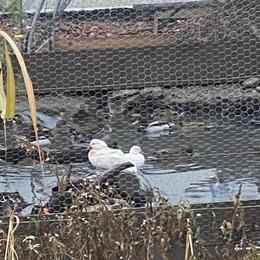 White Mandarin Pair for Sale in Belfast, ny