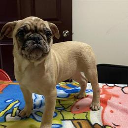 Frugg Puppies Available for Adoption in Lancaster, wi