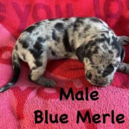Great Dane Puppies Born January 31 Ready for New Homes in Grand Rapids, mi