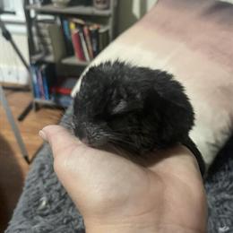 Chinchilla babies available for new homes in Seymour, ct