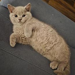 British Shorthair Kitten Available - Lilac Female, 3 Months Old in Charlotte, nc