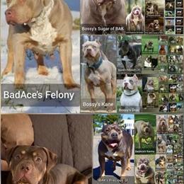 American Bully Females Looking for Forever Homes in Mount Airy, nc