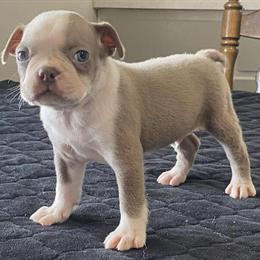 Boston Terrier Puppies for Sale - Friendly and Soft in Lancaster, wi