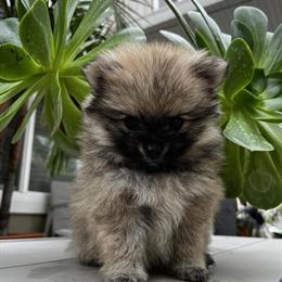 Pomeranian Puppies Available in Antelope, ca