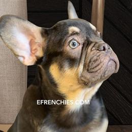 French Bulldog Boy - AKC Ready to Go in Berwyn, il