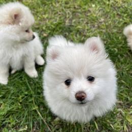 Pomeranian Puppies Ready for New Homes in Antelope, ca