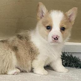 Pembroke Welsh Corgi Puppies Ready for New Homes in Lancaster, wi