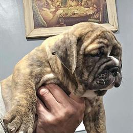 Olde English Bulldogs Available in Bay Shore, ny