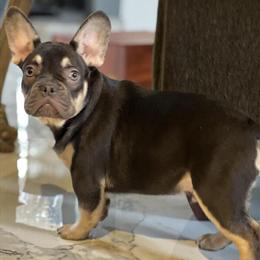 Male French Bulldog Available in Chicago for $800 in Berwyn, il