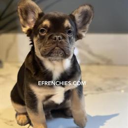 Full Fluffy French Bulldog - Lilac-Chocolate Near Milwaukee in Berwyn, il