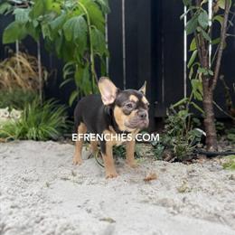 French Bulldog Female Puppy Available Near Gary, IN in Berwyn, il