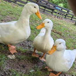 Pekin Ducks for Adoption in Salem, in