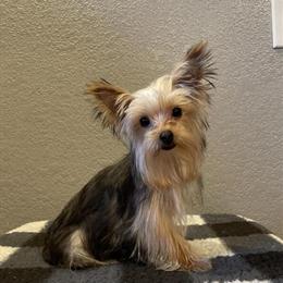 Yorkshire Terrier Puppy Ready for a New Home in Montgomery, in