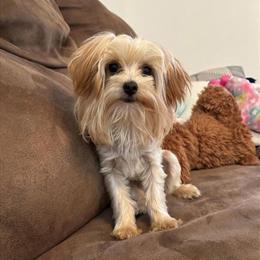 Yorkshire Terrier - Sweet Female Ready for Forever Home in Montgomery, in