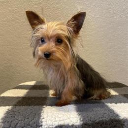 Yorkshire Terrier - Playful and Ready for a New Home in Montgomery, in