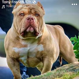 Female Linebred Muscletone Mr Clean x Rocko, 8 months old in Portsmouth, va