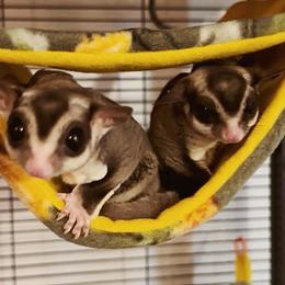 Bonded Male Sugar Gliders for Adoption in Bellaire, mi