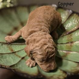 Standard Goldendoodles Available in Richmond, in