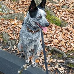 Cattle Dog for Adoption - 3 Year Old Female in Orlando, fl