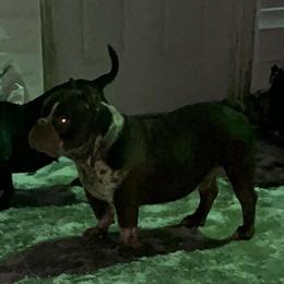 Chocolate Tri American Bully Stud Available for Breeding in Portsmouth, va