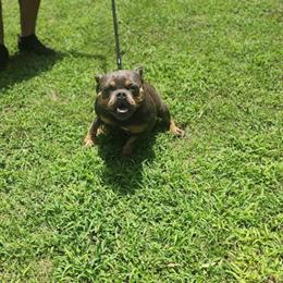 American Bully Female Available for Adoption in Copperas Cove, tx