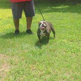 American Bully Female Available for Adoption in Copperas Cove, tx