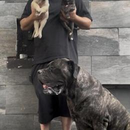 Giant English Mastiff Puppies Looking for New Homes in South Lyon, mi