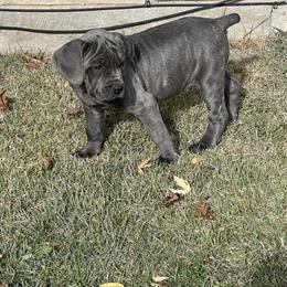 Cane Corso Puppies Available in Saginaw, mi