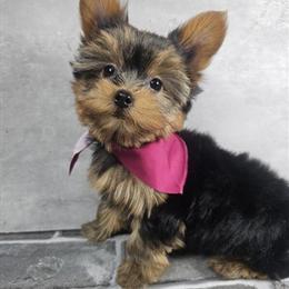 Yorkshire Terrier Puppy Available Now in Brooklyn, ny