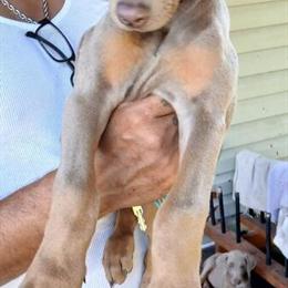 Female Fawn Doberman Puppies Available in Spring Lake, nc