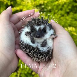 Hedgehogs Ready for New Homes on August 30, 2025 in Creedmoor, nc