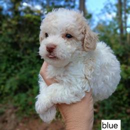 Toy Poodles Available - CKC Registered in Morganton, nc