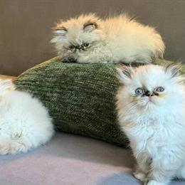 Persian Kittens Available in Morganton, nc