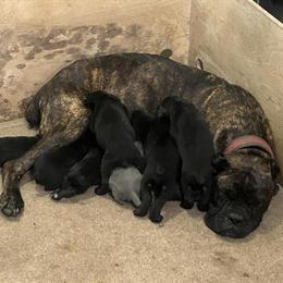 Cane Corso puppies from champion bloodlines available soon in Hayward, ca