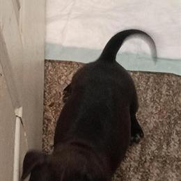 American Bullies for Adoption in Reidsville, nc