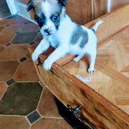 Chihuahua Zeus - 15 Weeks Old in Fayetteville, nc