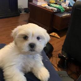 Shih Poo Puppies - 12 Weeks Old and Ready for a Loving Home in Macon, ga