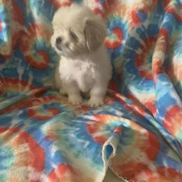 Shih-Poo Puppies Available - 6 Puppies, 8 Weeks Old in Macon, ga