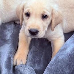 Yellow Male Labrador Retriever Puppy in Taswell, in