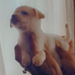 Tiny Tcup Applehead Chihuahuas Available in Fayetteville, nc